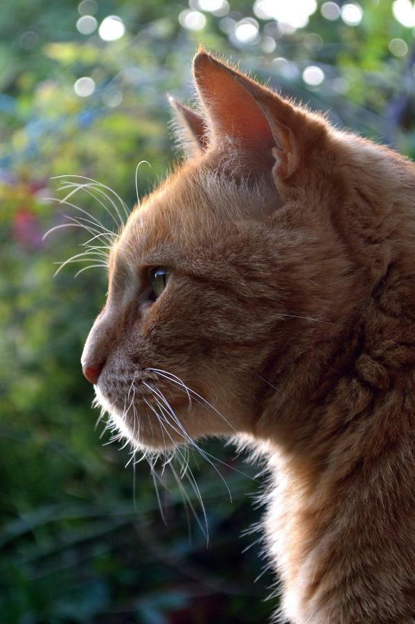 Le Chaton Rouge Saint-Pierre-du-Lorouër 外观 照片
